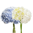 Planta Natural Hortênsia Velling