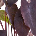 Planta Natural Inhame Roxo Boa Vista