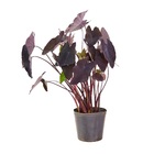 Planta Natural Inhame Roxo Boa Vista