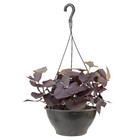 Planta Natural Ipomoea Black Cuia 21 Velling