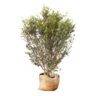 Planta Natural Jabuticabeira Plinia Cauliflora Manaka