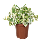 Planta Natural Jibóia Joy PT15 Veiling