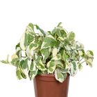 Planta Natural Jibóia Joy PT15 Veiling