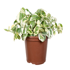 Planta Natural Jibóia Joy PT15 Veiling