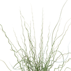 Planta Natural Juncus Velling