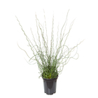 Planta Natural Juncus Velling