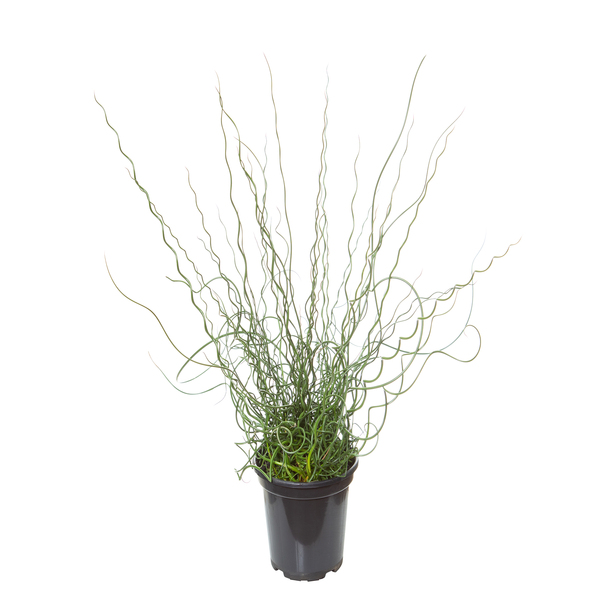 Planta Natural Juncus Velling