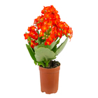 Planta Natural Kalanchoe Pote 06 Velling