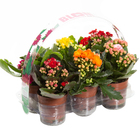 Planta Natural Kalanchoe Pote 06 Velling