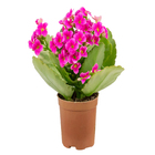 Planta Natural Kalanchoe Pote 06 Velling