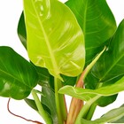 Planta Natural Lua Clara Vaso 17 Boa Vista