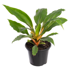 Planta Natural Lumina Pote 15 Velling