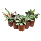 Planta Natural Maranta PT17 Veiling