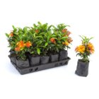 Planta Natural Mini Ixora Manaka