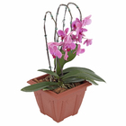 Planta Natural Mini Orquídea Phalaenopsis Pote 30 Velling