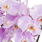 Planta Natural Mini Orquídea Phalaenopsis Pote 30 Velling