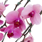 Planta Natural Mini Orquídea Phalaenopsis Pote 30 Velling