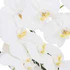 Planta Natural Mini Orquídea Phalaenopsis Pote 30 Velling