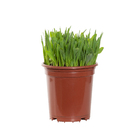 Planta Natural Mix de Cereais PT15 Veiling