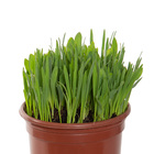 Planta Natural Mix de Cereais PT15 Veiling