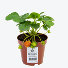 Planta Natural Morango Pote 14 Velling
