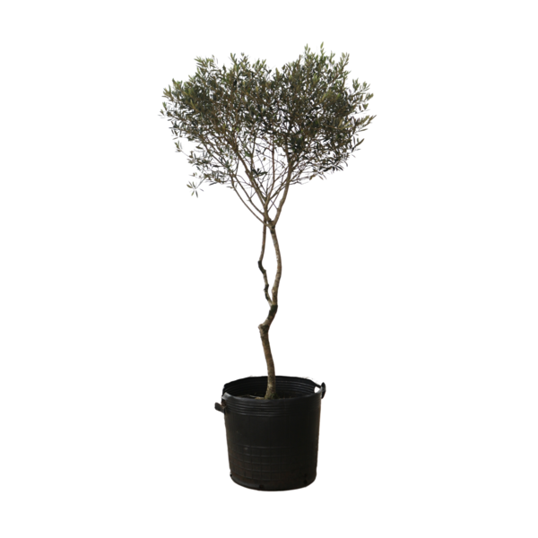 Planta Natural Oliveira Manaka