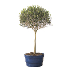 Planta Natural Oliveira Bonsai Manaka