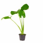 Planta Natural Orelha de Elefante Vaso 24 Boa Vista