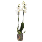 Planta Natural Orquídea 2 Hastes PT12 Branco Veiling