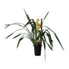 Planta Natural Orquídea Cymbidium Manaka