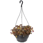 Planta Natural Oxalis Vulcanicola Cuia 21 Velling