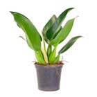 Planta Natural Pacova Vaso 17 Boa Vista