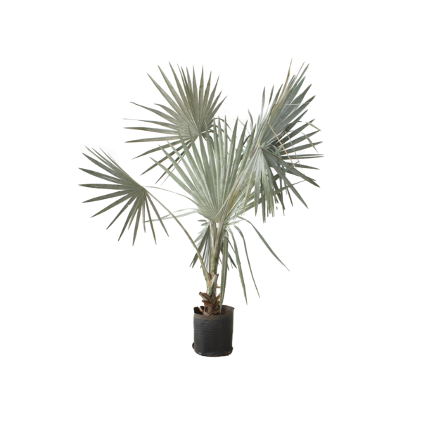 Planta Natural Palmeira Azul Bismarckia Nobolis Manaka