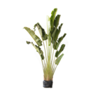 Planta Natural Palmeira do Viajante Ravenala Manaka