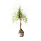 Planta Natural Pata de Elefante Beaucarnea Recurvata Manaka