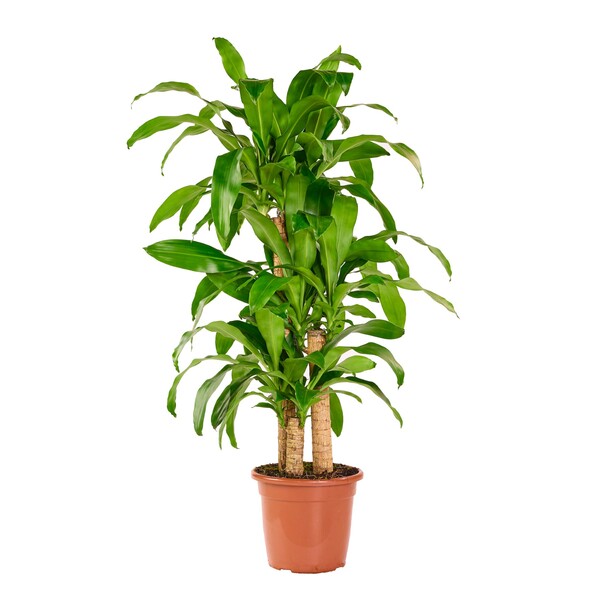 Planta Natural Pau d'água Vaso 27 Boa Vista