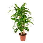 Planta Natural Pau d'água Vaso 27 Boa Vista