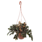 Planta Natural Pellionia Pulchra Cuia 21 Velling