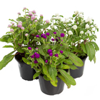 Planta Natural Perpétua Pote 15 Velling