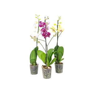 Begonia Eliator Mix Mini - Planta Natural De Interior, Flores Coloridas, Fácil Cuidado, Luz Indirecta