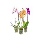 Planta Natural Phalaenopsis 2 Hastes Pote 12 Manaka