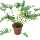 Planta Natural Philod Chantal Pote 30 Velling