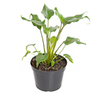 Planta Natural Philodendro Xanadu Pote 12 Velling
