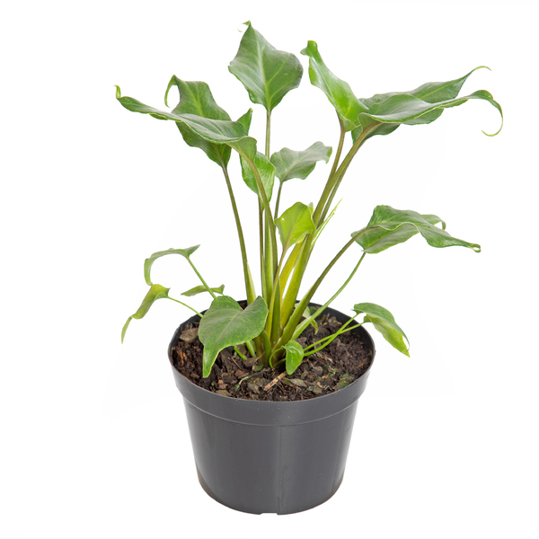 Planta Natural Philodendro Xanadu Pote 12 Velling