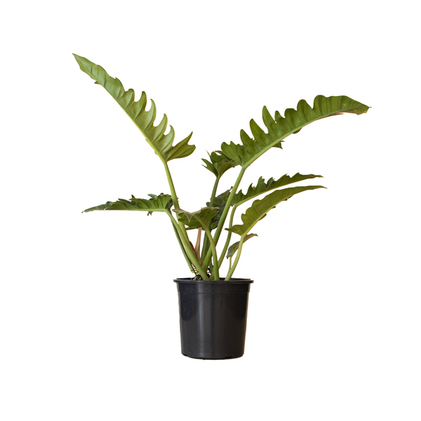 Planta Natural Philodendron Ring Of Fire Manaka