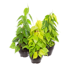 Planta Natural Philodendron Variado Cuia 21 Velling