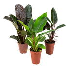 Planta Natural Philodendron Variado Pote 19 Velling