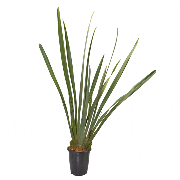 Planta Natural Phormium Verde Pote 24 Velling