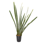 Planta Natural Phormium Verde Pote 24 Velling