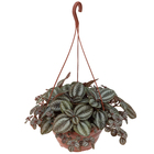 Planta Natural Pilea Spruceana Cuia 21 Velling